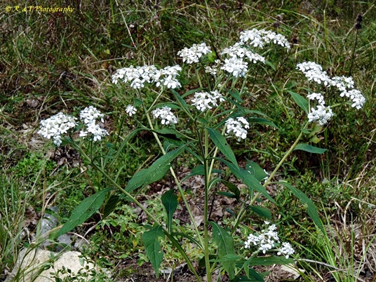 {Verbesina virginica}